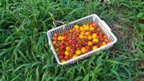 まるほ農園のミニトマトとマイクロトマト